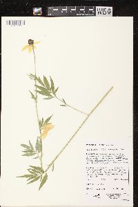 Ratibida pinnata image