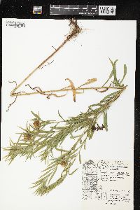 Euthamia graminifolia var. graminifolia image