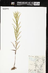 Euthamia graminifolia var. graminifolia image