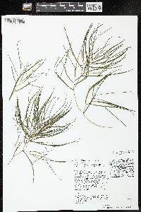 Stuckenia filiformis image