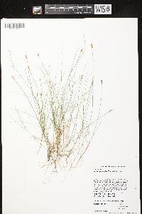 Carex gynocrates image