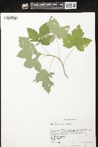 Ribes hudsonianum image