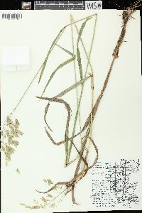 Bromus kalmii image