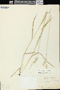 Bromus kalmii image