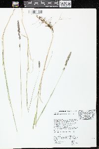 Muhlenbergia glomerata image