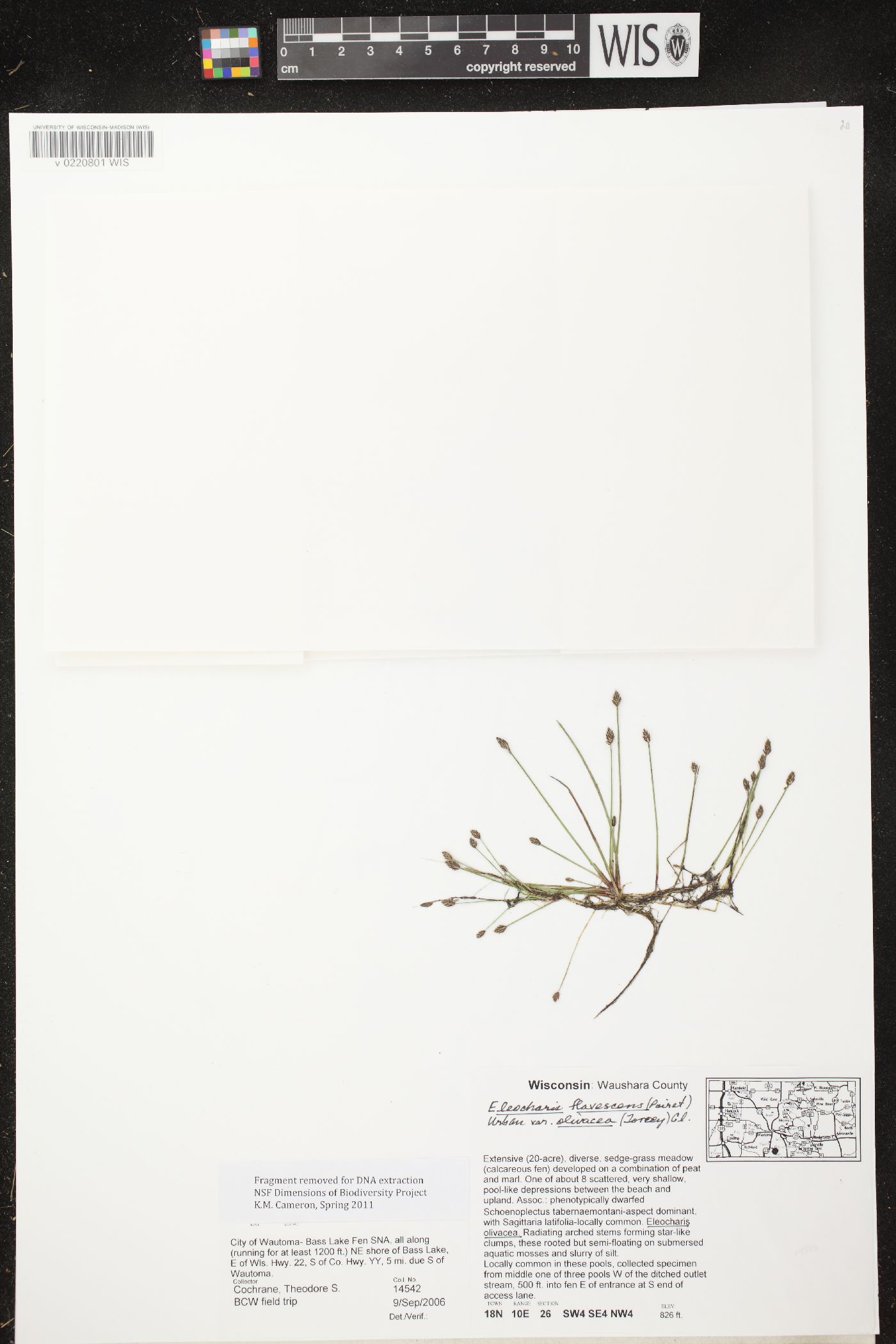 Eleocharis flavescens var. olivacea image