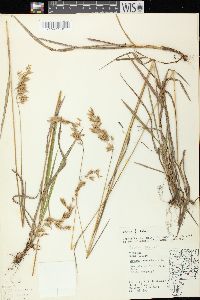 Bromus kalmii image