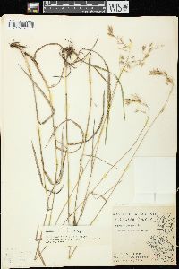 Bromus kalmii image