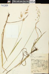 Bromus kalmii image