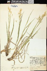 Bromus kalmii image