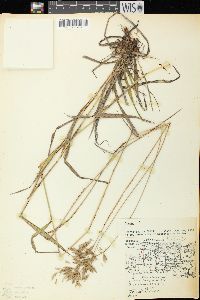 Bromus kalmii image