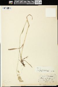 Bromus kalmii image