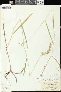 Bromus kalmii image