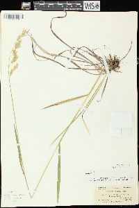 Bromus kalmii image