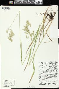 Bromus kalmii image