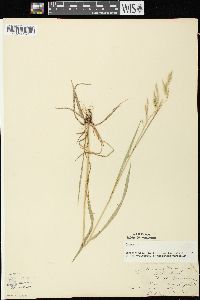 Bromus kalmii image