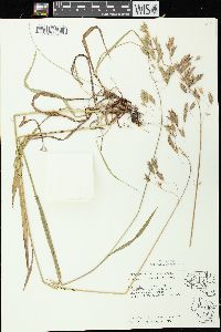 Bromus kalmii image