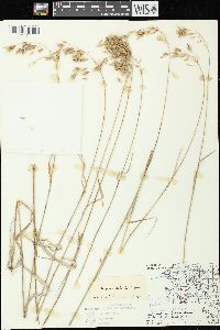 Bromus kalmii image