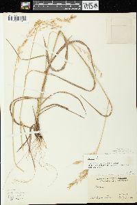 Bromus kalmii image