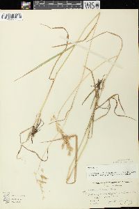 Bromus kalmii image