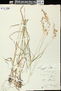 Bromus kalmii image