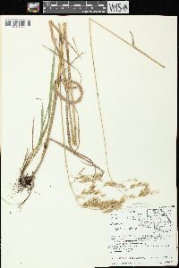 Bromus kalmii image