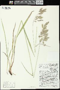 Bromus kalmii image