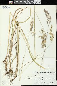 Bromus kalmii image