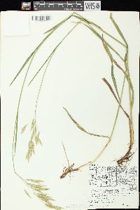 Bromus kalmii image