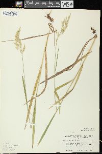 Bromus kalmii image