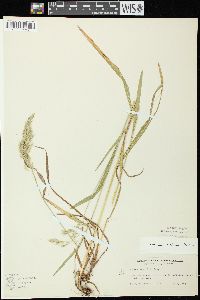 Bromus kalmii image