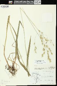 Bromus pubescens image