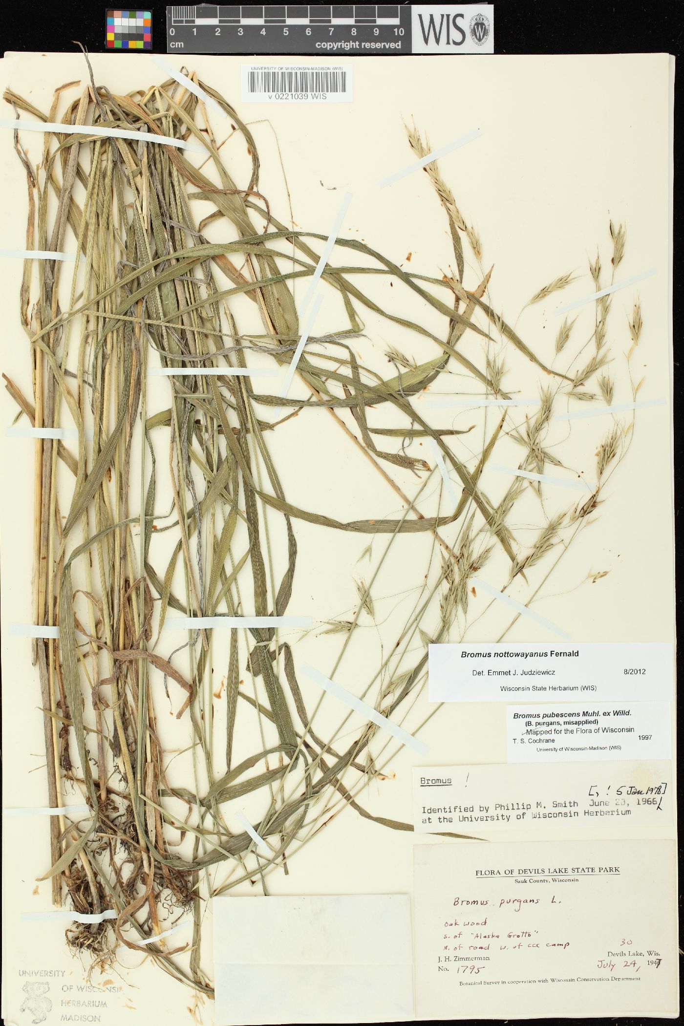 Bromus nottowayanus image