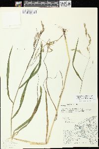 Bromus pubescens image