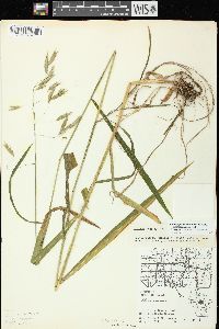 Bromus pubescens image