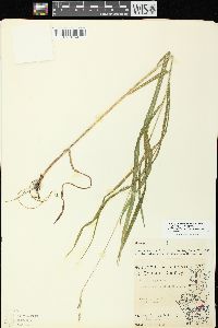 Bromus pubescens image