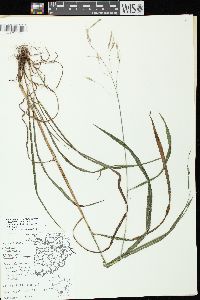 Bromus pubescens image