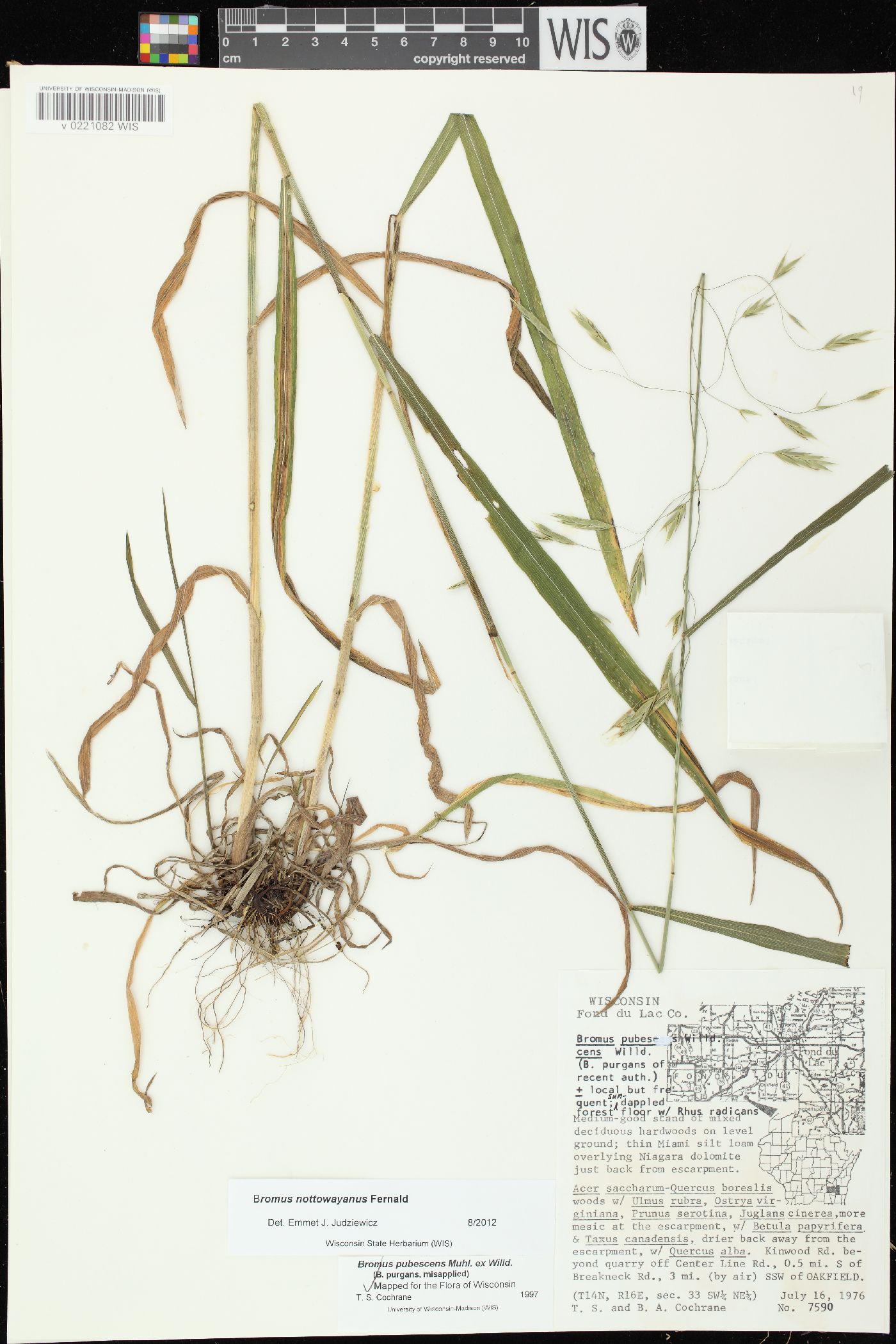 Bromus nottowayanus image