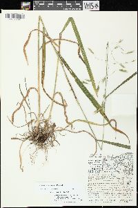 Bromus nottowayanus image