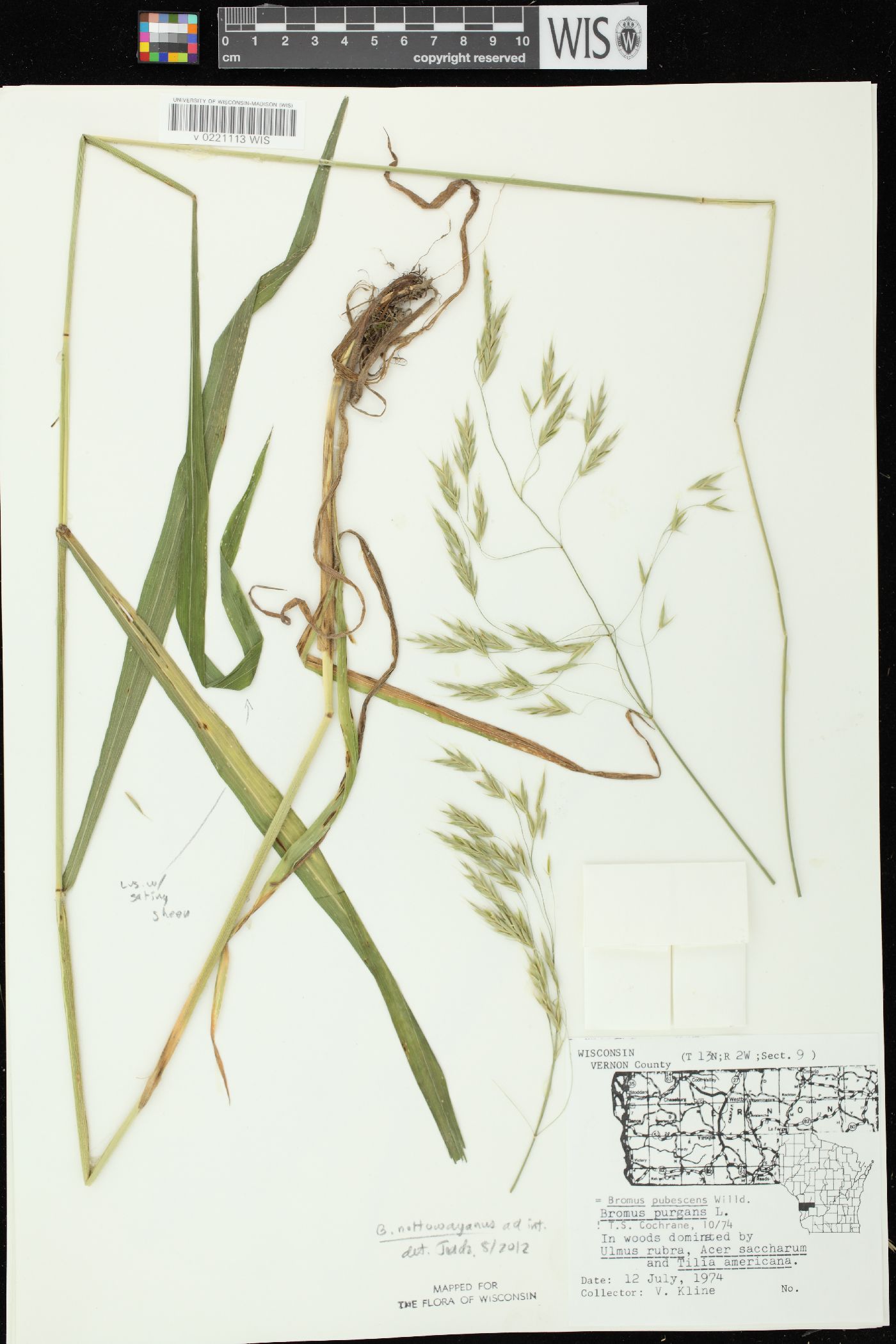 Bromus nottowayanus image