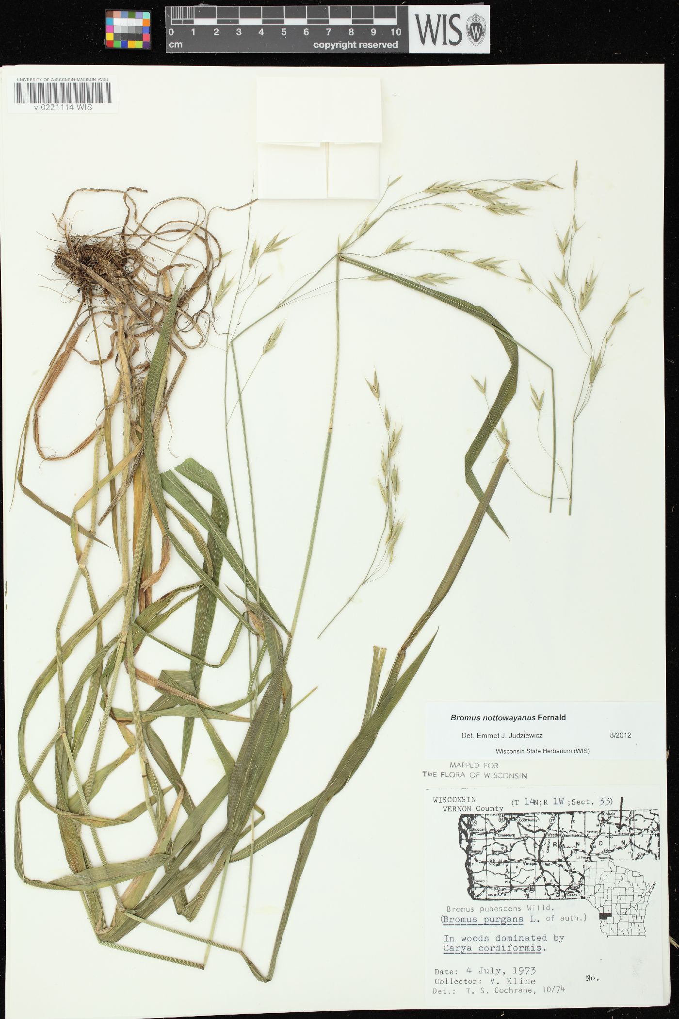 Bromus nottowayanus image