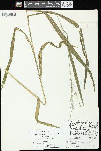 Bromus nottowayanus image