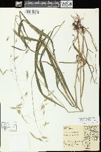 Bromus pubescens image