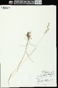 Bromus racemosus image