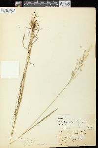 Bromus secalinus image