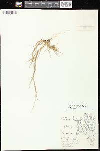 Cenchrus longispinus image