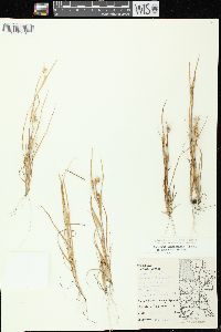 Cenchrus longispinus image