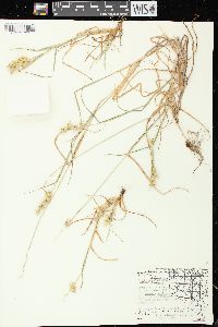 Cenchrus longispinus image