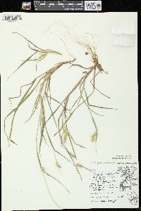 Cenchrus longispinus image