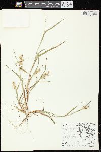 Cenchrus longispinus image